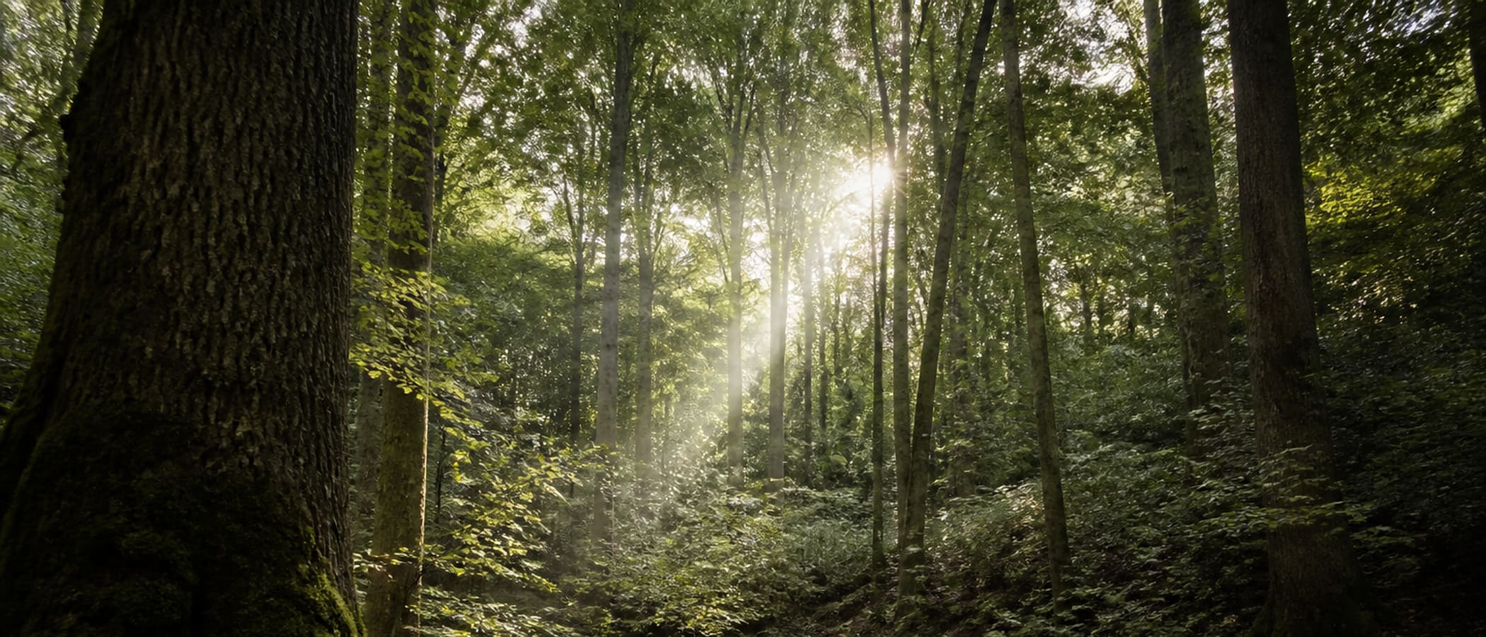 Temperate hardwood forest with mossy trunks and dappled canopy light, typical terrain for woodland survival