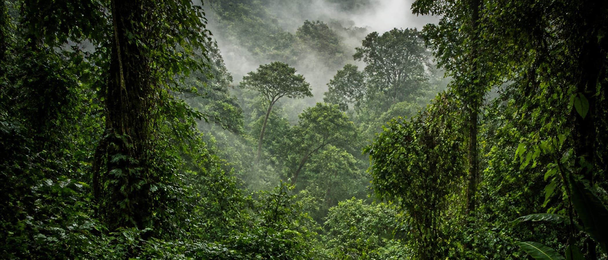 Dense tropical jungle canopy with humid layered greens